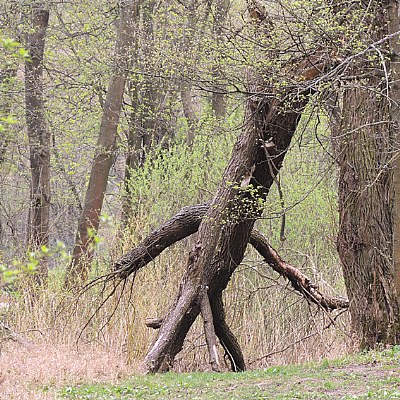 the walking tree