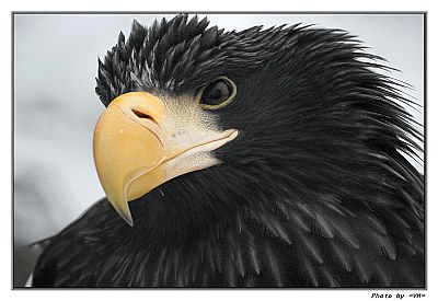 Eagle /portrait/ 	