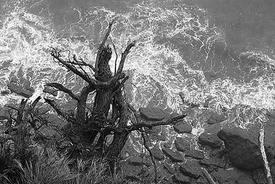 Dead Tree And Surf