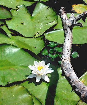 Nymphaea