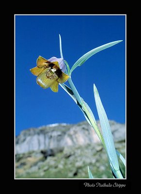 fritillaire