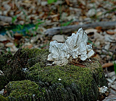 unusual fungi