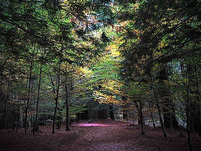 El Bosque de las hadas