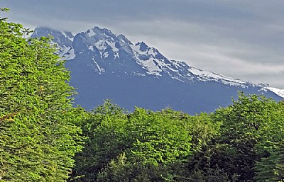 Trees & Mountain