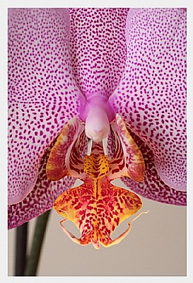 orchid