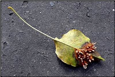 a sick leaf 2