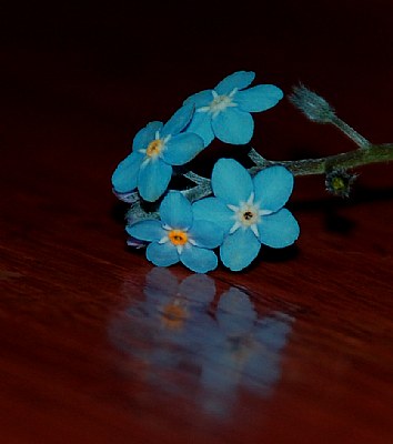 Forget-Me-Not