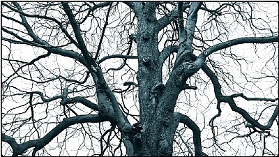 the snake tree