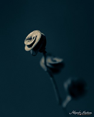 Wooden Rose