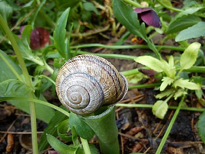Snail