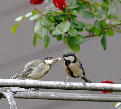 feeding