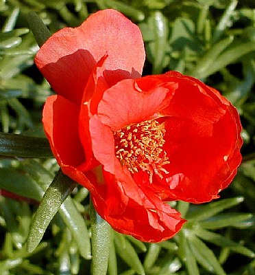 Red Moss Rose