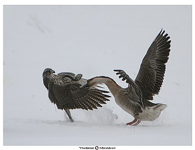 Fight of a falcon and the goose! 	