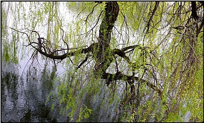 spring-willow branches