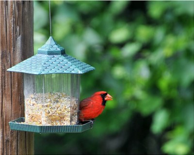 cardinal lookout