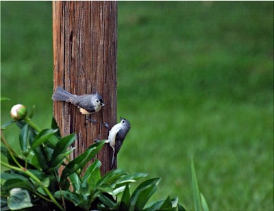 Titmouse tag