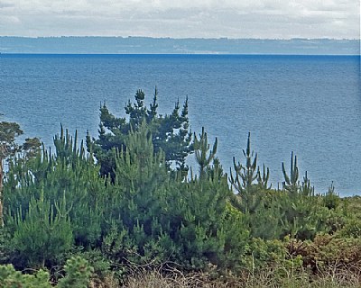 Trees & Ocean