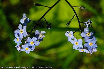 Woods forget-me not