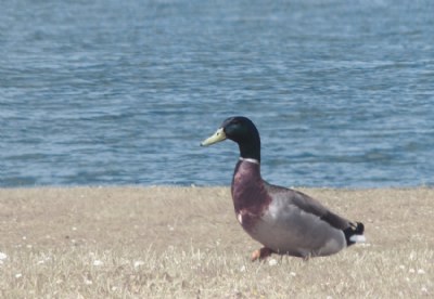 Mallard