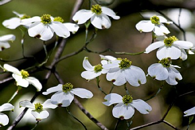 DogWood