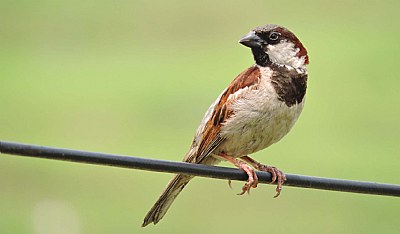 Sparrow..