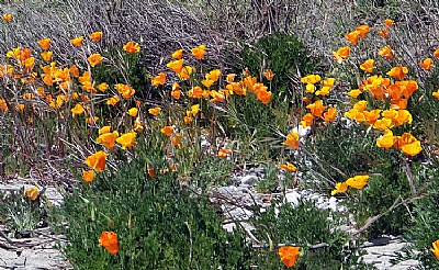 Wild Flowers