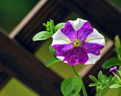 Flower and Lattice