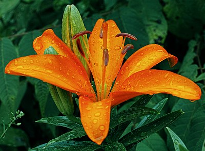 Tiger Lily #2