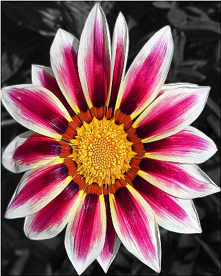 Vibrant flower