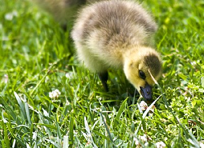 Duckling