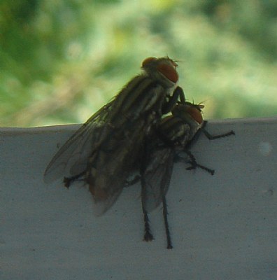 flies mating