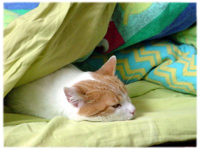 My cat in my bed