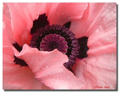 Heart of a Poppy