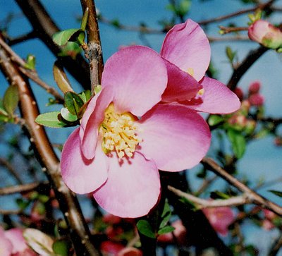 Fresh Blooms
