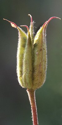 Flower bud