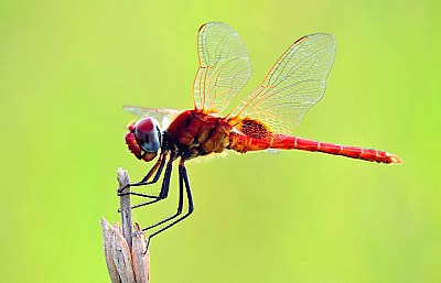 Dragon Fly..5