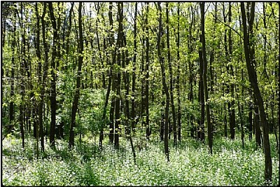 spring forest