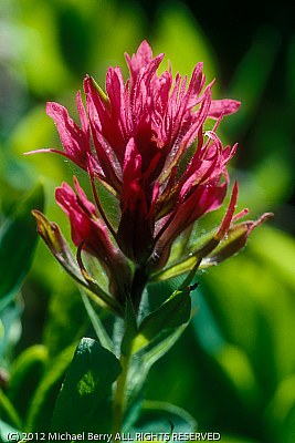 Magenta Paintbrush