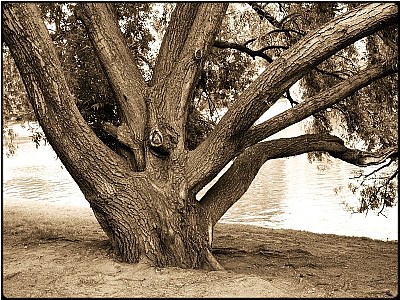 octopus tree