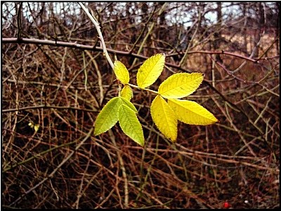 last leaf left