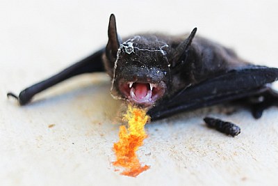 South Texas Fire Bat