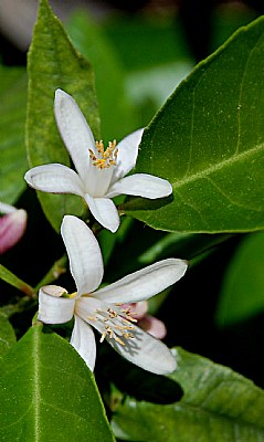 orange blossom