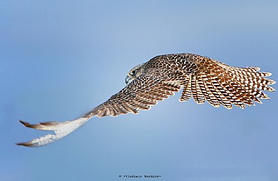 East-Siberian hawk In Attack 