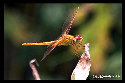 Dragon Fly