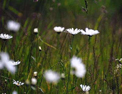 Achillea ptarmica