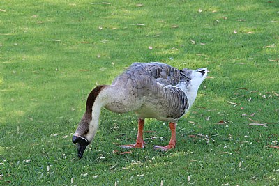 "African Goose"