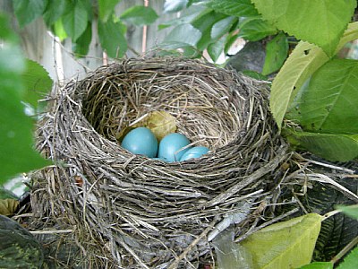 Robin Nest