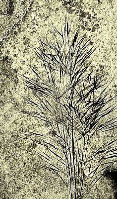 grass fossil