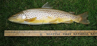 German Brown Trout