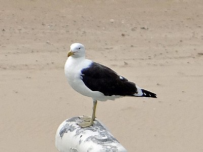 Seagull